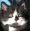South Florida Cat Rescue