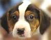 South Florida Dog Rescue